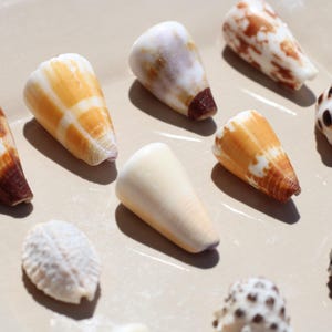 May include: A collection of ten assorted seashells arranged in a grid. The shells include several cone-shaped varieties with brown, tan, and white patterns, a smooth cream-colored shell, and smaller shells with dark brown spots and textured surfaces.