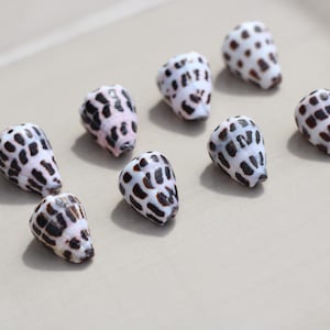 May include: Eight small, conical seashells arranged in a group. Each shell features a smooth, off-white base color with a distinct pattern of dark brown, rectangular markings distributed across the surface in a grid-like formation.
