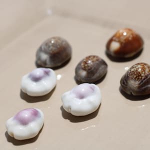 May include: A collection of six small, rounded sea shells arranged in two rows. Three shells are smooth, glossy, and white with a soft purple center, while the other three shells feature mottled brown and tan patterns with a textured, spotted surface.