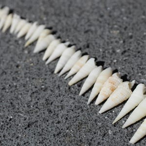 May include: A collection of small, elongated, off-white spiral seashells arranged in a single diagonal line. Each shell features a pointed tip and a tapered, conical shape with subtle variations in texture and light tan colour banding.