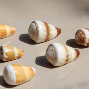 Peut inclure: Six coquillages coniques disposés en groupe, chacun présentant une surface lisse et polie avec un motif distinct de blanc et de nuances de brun, allant du beige clair au brun rougeâtre profond, avec une structure conique en spirale.