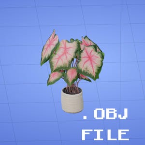 May include: A potted Caladium plant featuring heart-shaped leaves with a pale pink center, dark pink veins, and deep green margins, housed in a cylindrical, ribbed, off-white ceramic pot. The text .OBJ FILE is displayed in white.