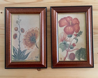 Set of two Vintage Naturalist Illustrations- framed flower painting prints