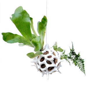 Sea Urchin Vessel with Staghorn Fern