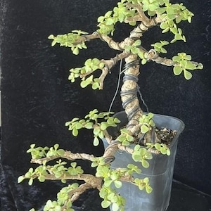 May include: A Portulacaria afra bonsai tree with a thick, textured trunk wrapped in dark training wire. The plant features numerous small, rounded, light green succulent leaves on woody branches, potted in a simple black plastic container.