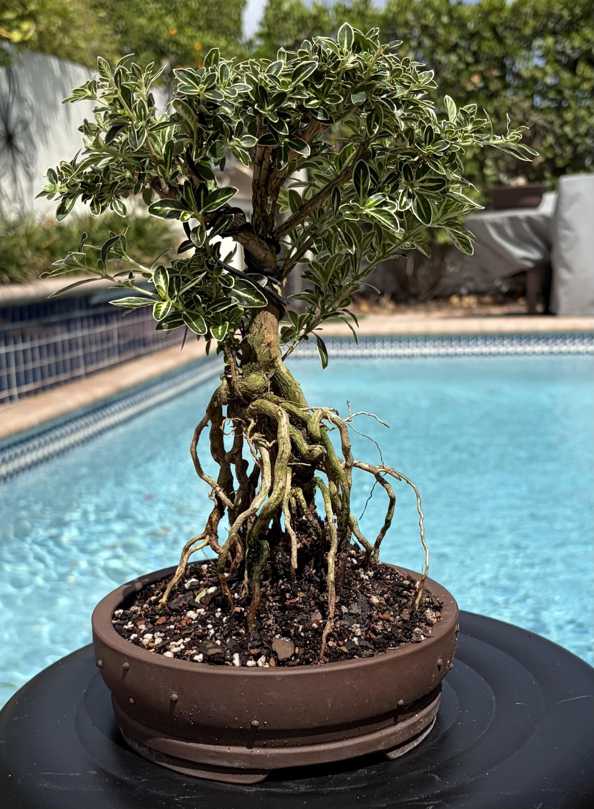 ficus bonsai wald Ficus Nr.27 – bonsaiwonder® main image 1