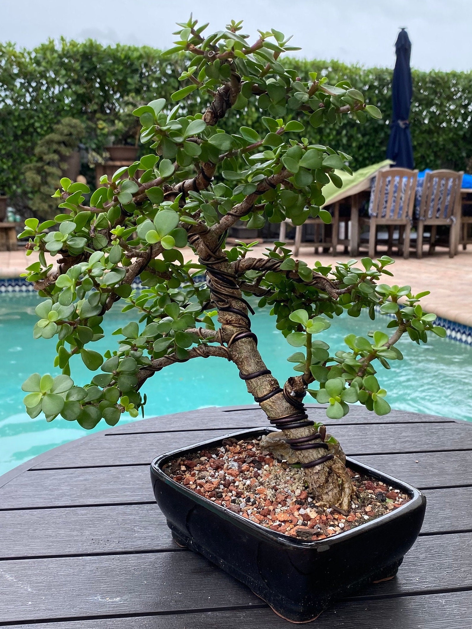 Portulacaria Afra (Jade) Shohin Bonsai - Etsy.de