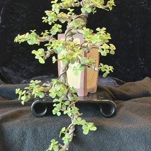 May include: A Portulacaria afra bonsai tree with small, rounded, light green leaves and woody, textured branches wrapped in thin metal training wire. The tree is planted in a rectangular, light-colored ceramic pot resting on a black stand.