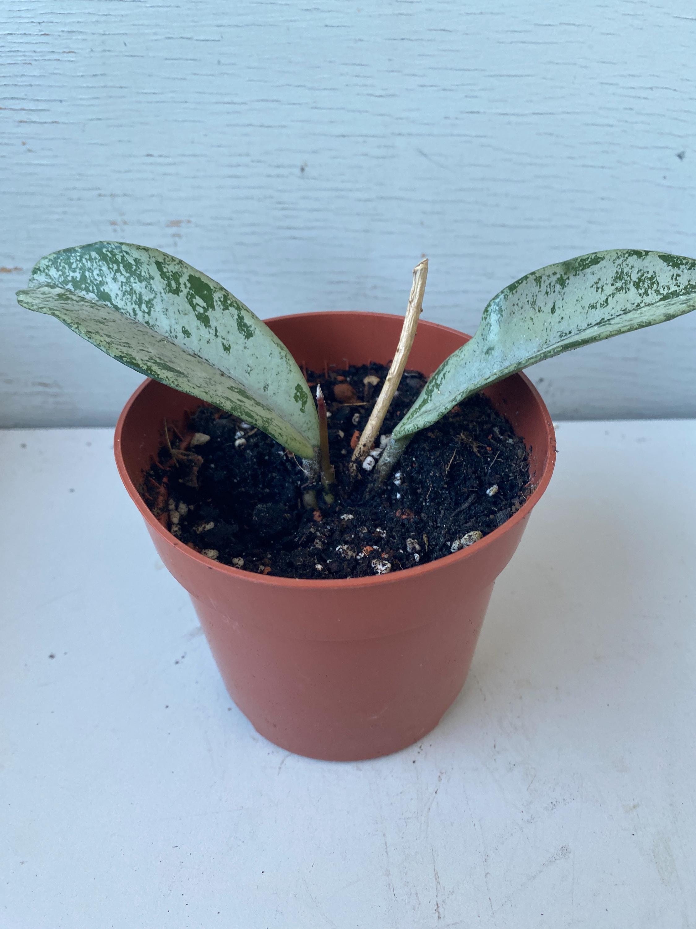 Hoya glabra - Etsy 日本