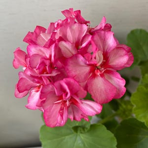 May include: A cluster of vibrant pink geranium flowers with ruffled petals and white highlights, featuring a rounded bloom shape. The flower head is supported by a green stem and surrounded by several rounded, scalloped green leaves.
