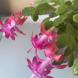 Bouture n 2 de Schlumbergera x buckleyi, cactus de Nol, succulente,  plante d'intrieur - Etsy France