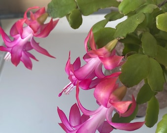 Bouture n 2 de Schlumbergera x buckleyi, cactus de Nol, succulente,  plante d'intrieur - Etsy France