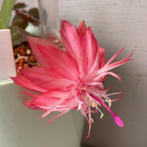 günstige vase RETRO grün | Vasen | Wohnaccessoires | Accessoires Bodenvase