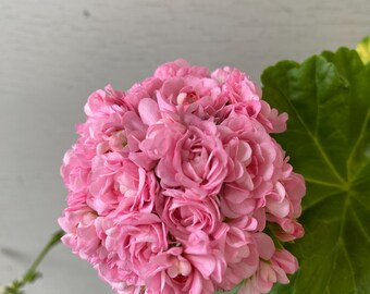 Pelargonium Geranium Anita Balcony / Houseplant