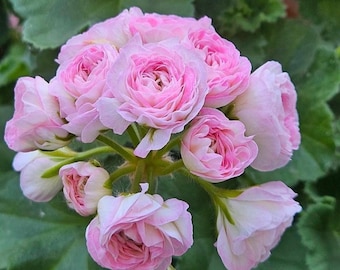 Pelargonium Geranium Kvarnlyckans Anna Jeanette Balcony/Houseplant