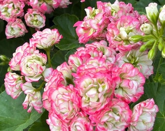 Pelargonium Geranie Appleblossom  Balkon/ Zimmerpflanze Pflanze