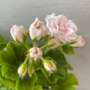 Può includere: Un grappolo di fiori di geranio rosa pallido con un fiore completamente sbocciato e diversi boccioli chiusi. I gambi e i sepali sono ricoperti da sottili e morbidi peli bianchi e la pianta presenta foglie verdi dai bordi smerlati.
