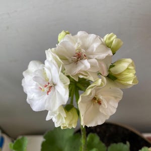 May include: A cluster of white geranium flowers with ruffled petals and delicate red centers. The bloom includes several fully opened flowers and tight, pale green buds on a green stem, with green leaves visible at the base of the plant.