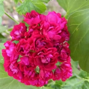 May include: A cluster of vibrant magenta geranium flowers with multiple ruffled petals, densely packed together in a rounded bloom. The flower head is surrounded by several large, rounded, light green leaves with visible veins.
