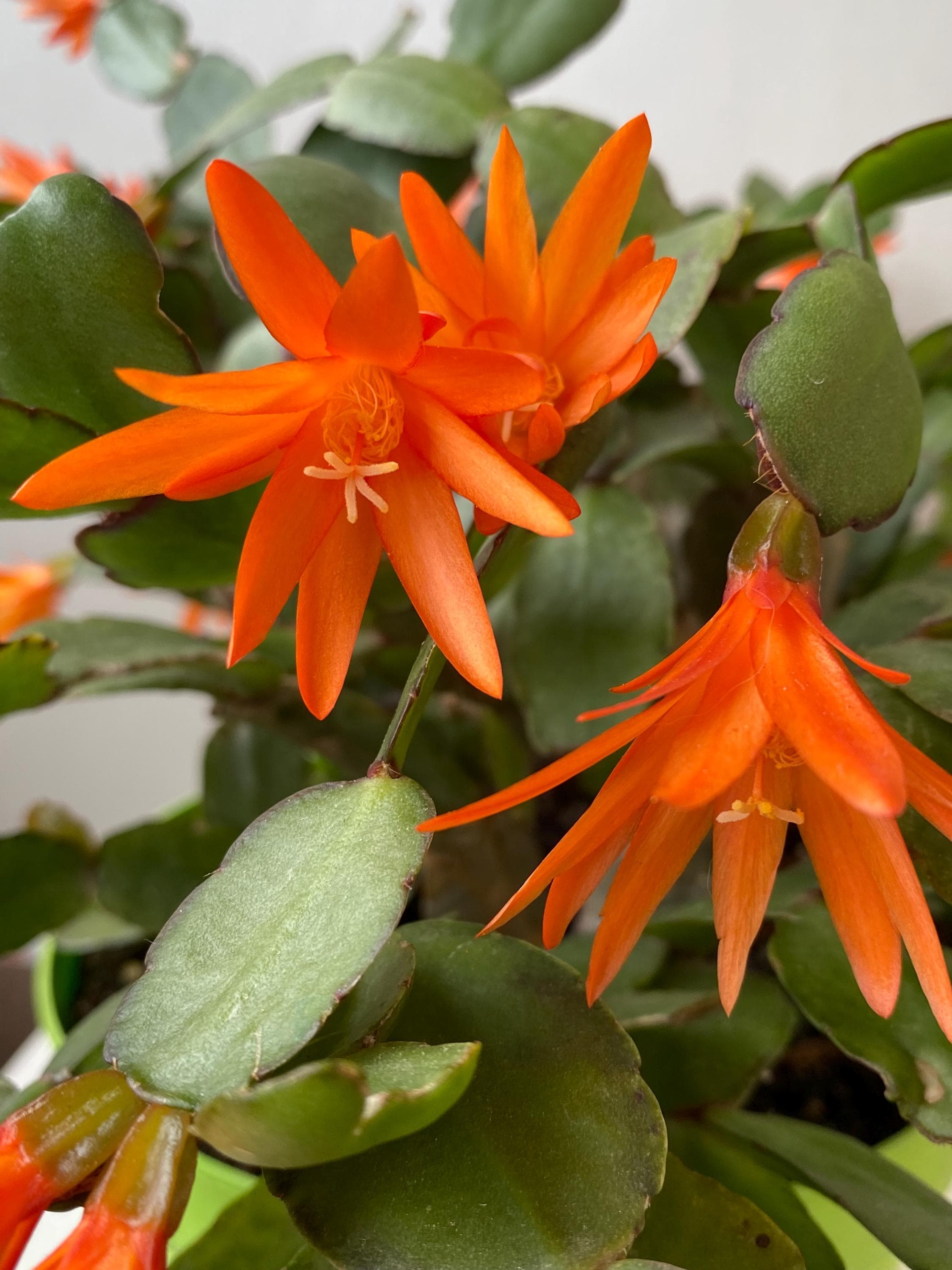 Esquejes de espinaca - Etsy México, image size:2250x3000