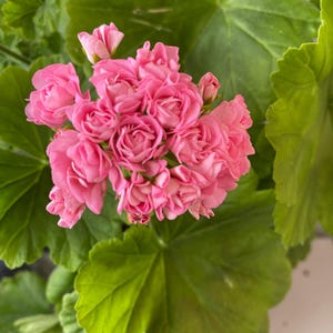 May include: A cluster of vibrant pink geranium flowers with multiple ruffled petals, surrounded by large, rounded, bright green leaves with scalloped edges. The flower head is dense and spherical, showcasing various stages of blooming buds.