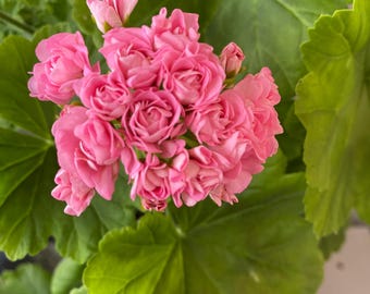 Pelargonium Pink Australian Rosebud Balcony / Houseplant