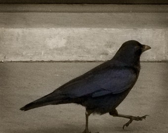 Struttin' Crow 5x5 TTV Original Signed Fine Art Photograph