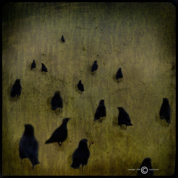 Follow The Leader 5x5 TTV Crows Original Signed Fine Art Photograph