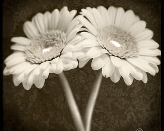Two Daisies Sepia-toned TTV Original Signed Fine Art Photograph