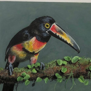 Watercolor Painting of Collared Aracari