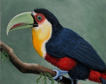 Tropical Bird Painting - Watercolor of a Green Billed Toucan