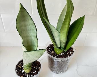 Sansevieria "Moonshine" Snake Plant