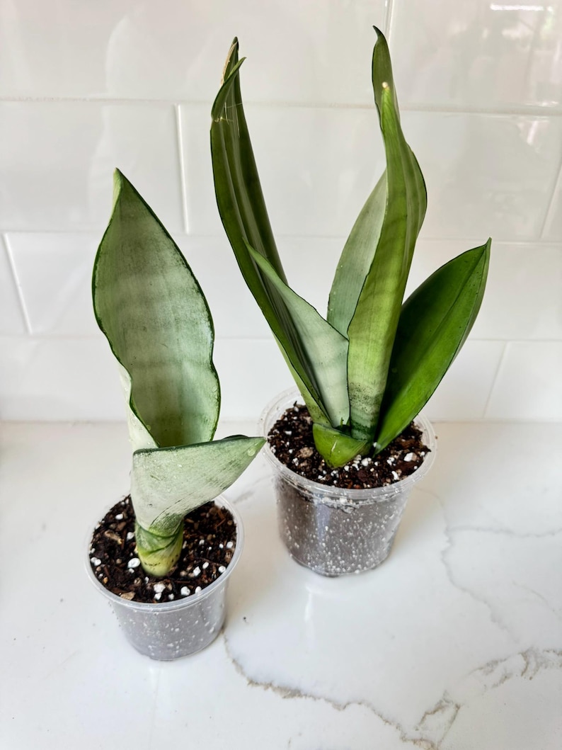 Sansevieria Moonshine Snake Plant - Thumbnail 3