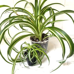Spider Plant 'Bonnie' Chlorophytum comosum