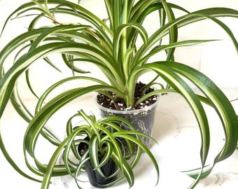 Spider Plant 'Bonnie' Chlorophytum comosum