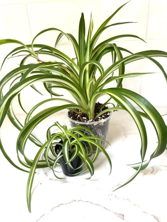 ellagance purple lavender plants Ellagance Purple' Lavender For Sale