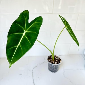 May include: A potted Alocasia plant with large, dark green leaves and prominent white veins. The plant is in a clear plastic pot filled with soil and small pebbles. The leaves have a distinctive shape, and the plant is set against a white background.