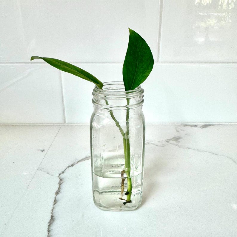 K&ouml;nnte beinhalten: Eine gr&uuml;ne Pflanze mit zwei Bl&auml;ttern ist in einem durchsichtigen Glasgef&auml;&szlig; mit Wasser verwurzelt. Das Gef&auml;&szlig; steht auf einer wei&szlig;en Arbeitsplatte.