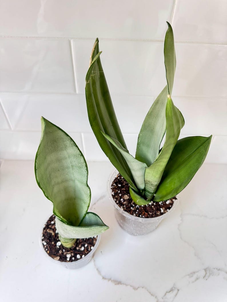 Sansevieria Moonshine Snake Plant