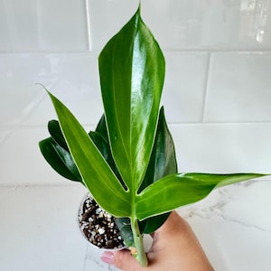 2.5&quot; Rhaphidophora Decursiva &quot;Dragon Tail&quot; | Starter Plant
