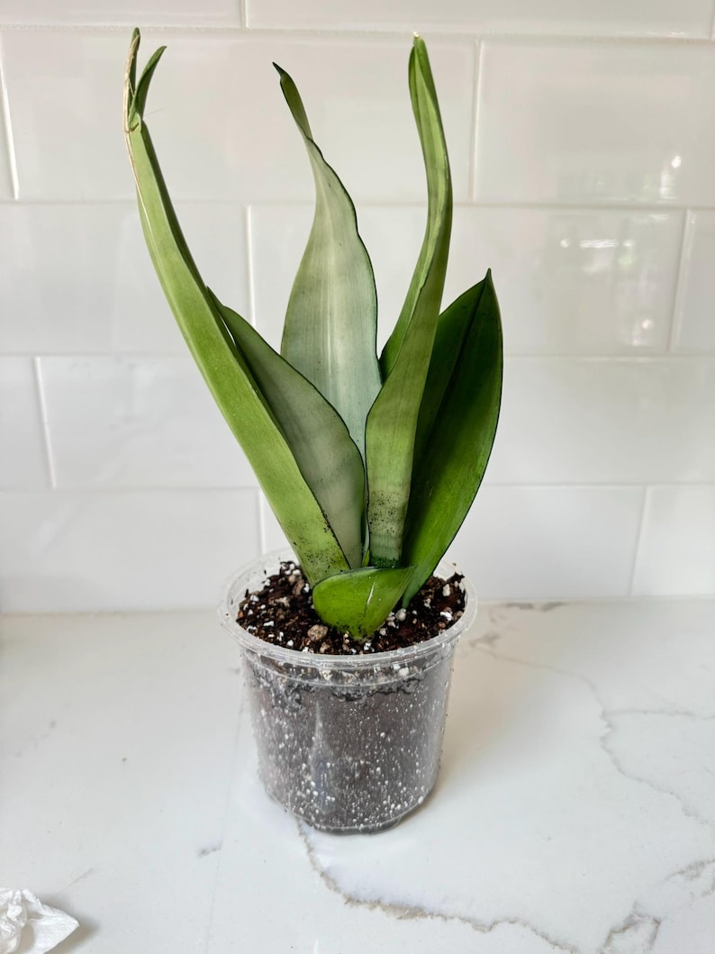 Sansevieria Moonshine Snake Plant - Thumbnail 2