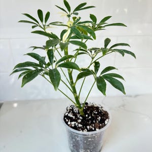 May include: A small potted plant with vibrant green leaves and white edges. The plant is in a clear plastic pot filled with soil and white pebbles. The plant has multiple stems and is set against a white background.