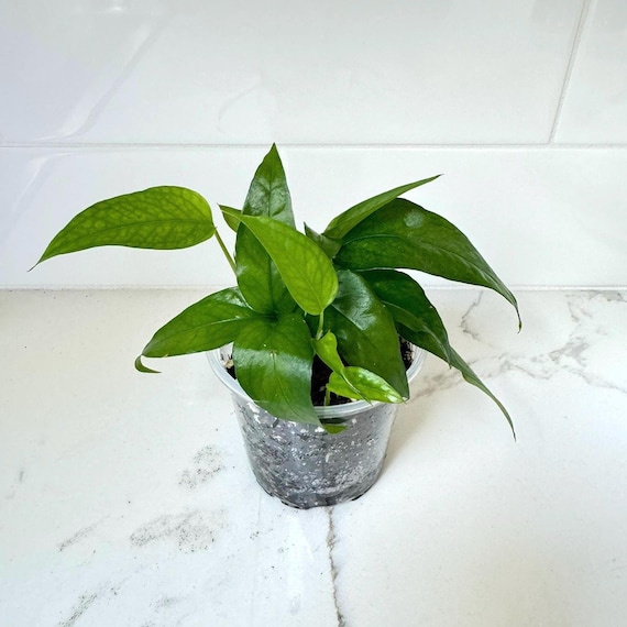 Skeleton Key Pothos Epipremnum aureum Cuttings