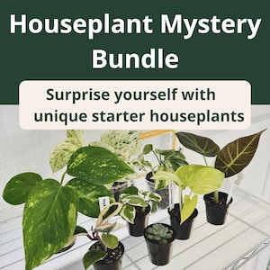 Houseplant Mystery Bundle | 3 Starter Plants or 5 Cuttings