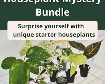 Houseplant Mystery Bundle | 3 Starter Plants or 5 Cuttings