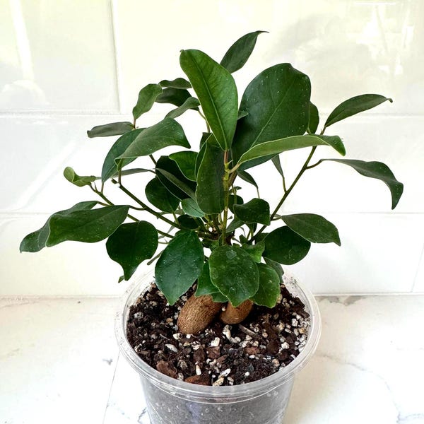 Bonsái de Ficus Ginseng Microcarpa de 5 pulgadas