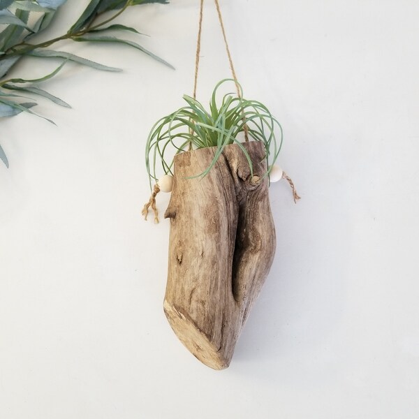 Wood Airplant Holder, Tillandsia Holder, Driftwood Air Plant Holder, Wall Plant Holder