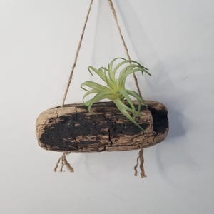 Hanging Airplant Holder, Wooden Plant Hanger, Driftwood Tillandsia Display, Beach Decor
