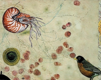 The Nautilus and The Robin