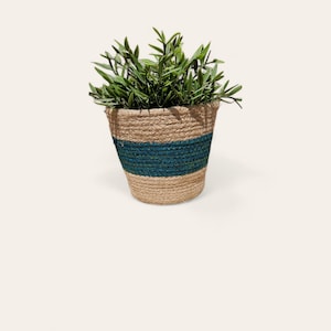 May include: A small potted plant with green leaves in a woven basket planter with blue stripes.